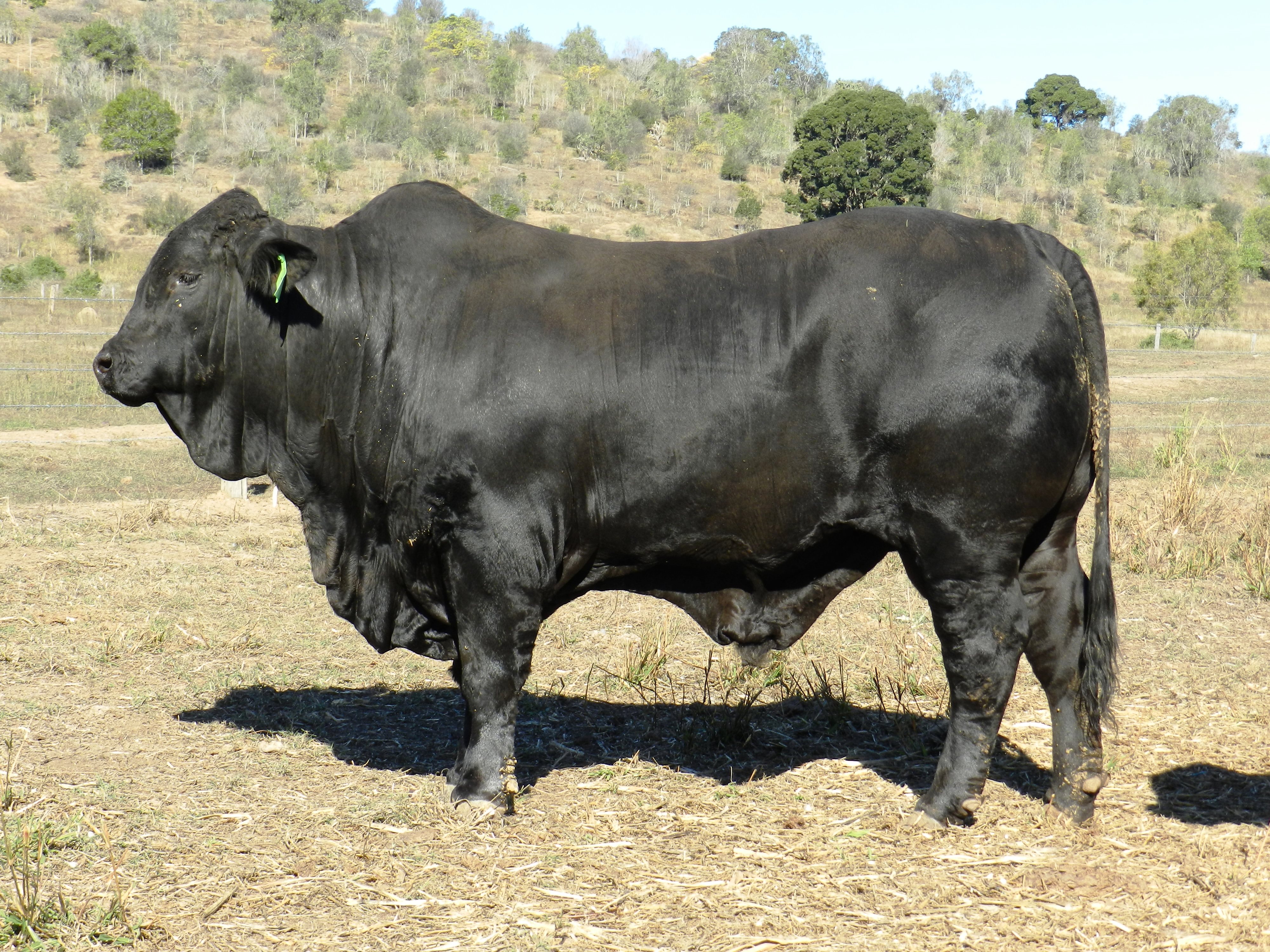 Elara Sammy 970 (taken in 2020)